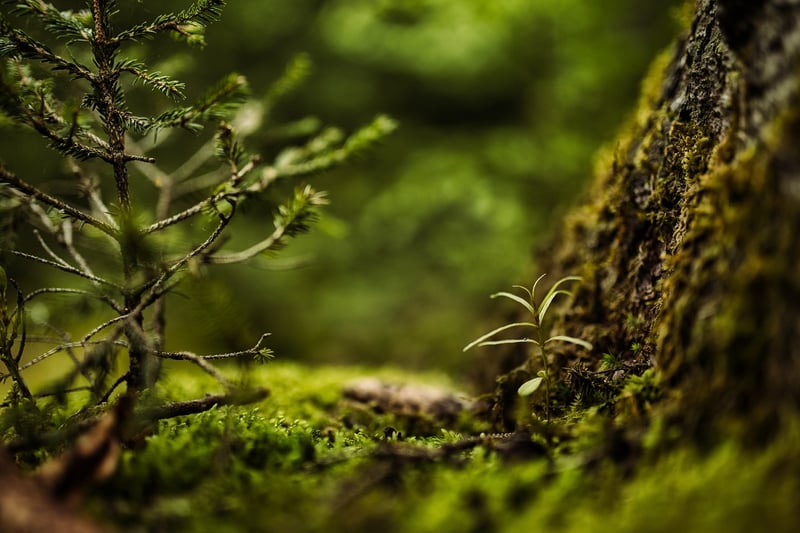 Mossy Details and Greenery