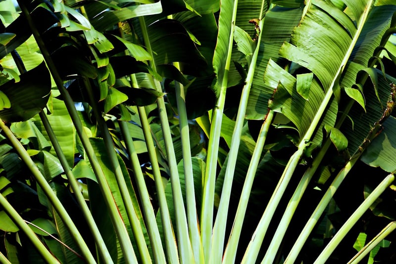 Tropical Garden Venue